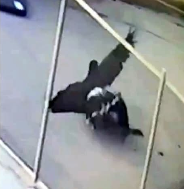Hawk Snatches And Drags Tiny Dog as Owner Struggles to Save Her- Animalpond